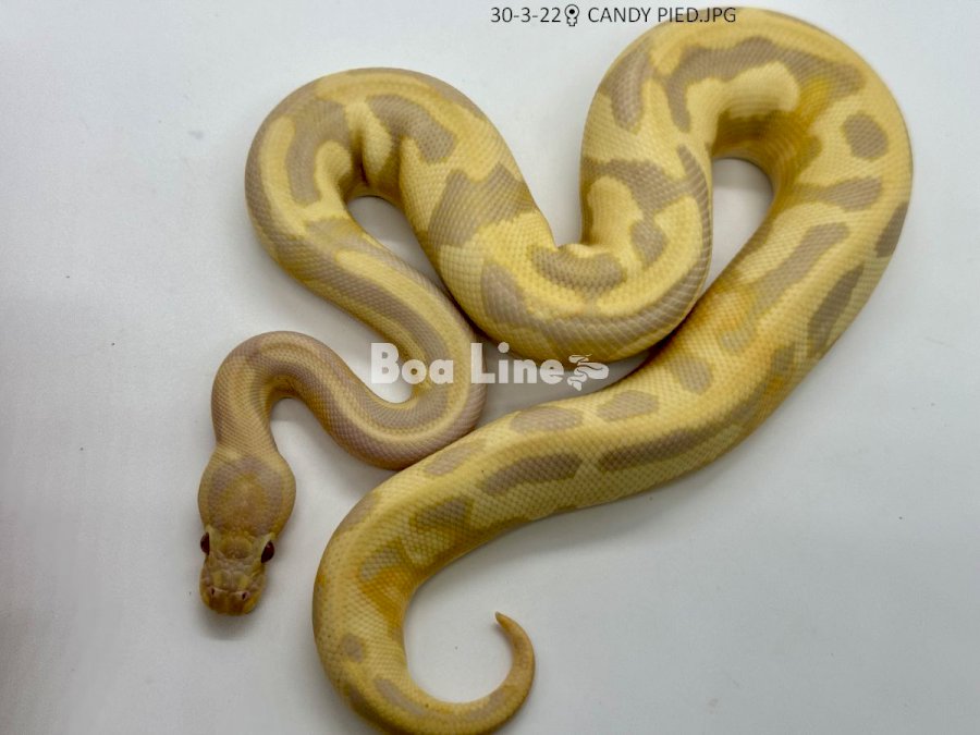 CANDY PIED
